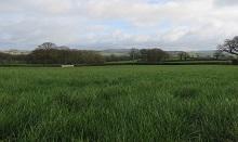 Forage rape makes break before reseeding with Fortress