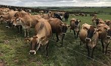 Taking first steps in dairying