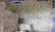 Oliver Seeds mixtures produce high quality feed for horses