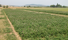 Plan now to secure enough forage into 2019