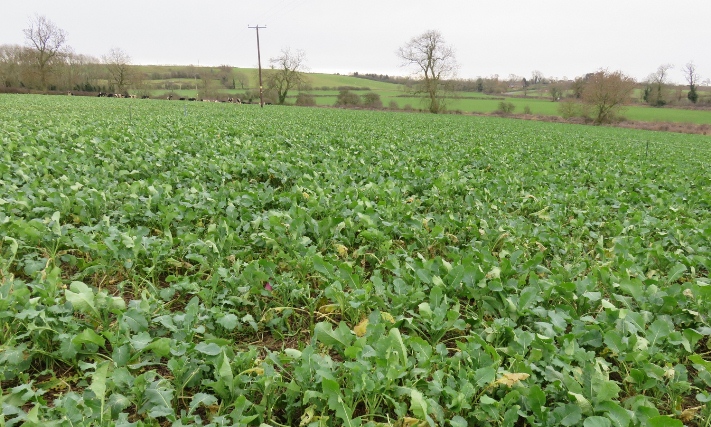 Forage crops allow successful out-wintering of heifers
